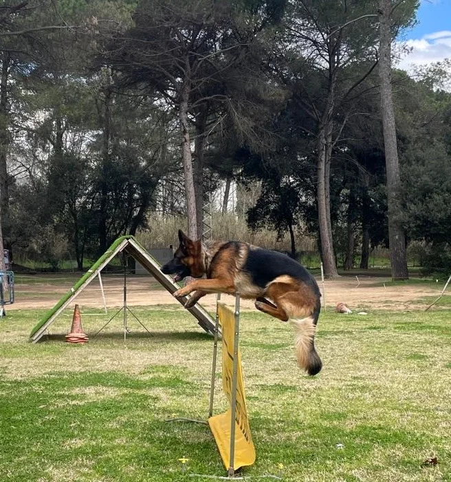 Pastor Alemán saltando un obstáculo